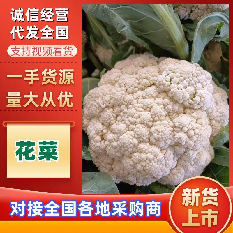 松花菜开封通许有机花菜源头基地对接全国市场电商