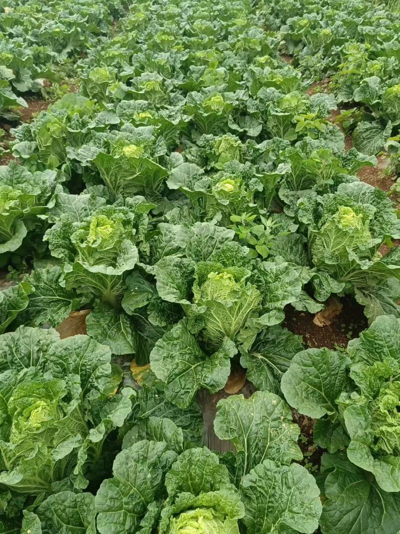贵州大白菜