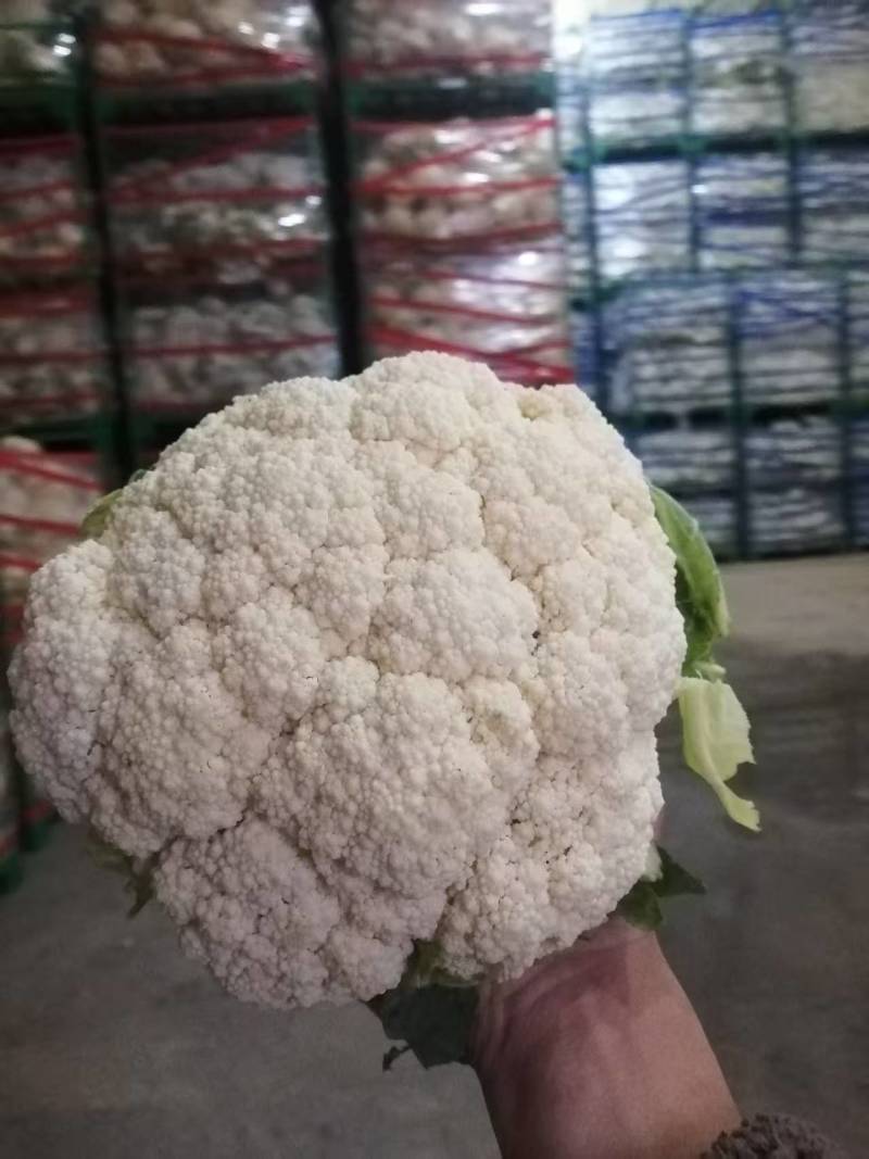 松花菜开封通许有机花菜源头基地对接全国市场电商