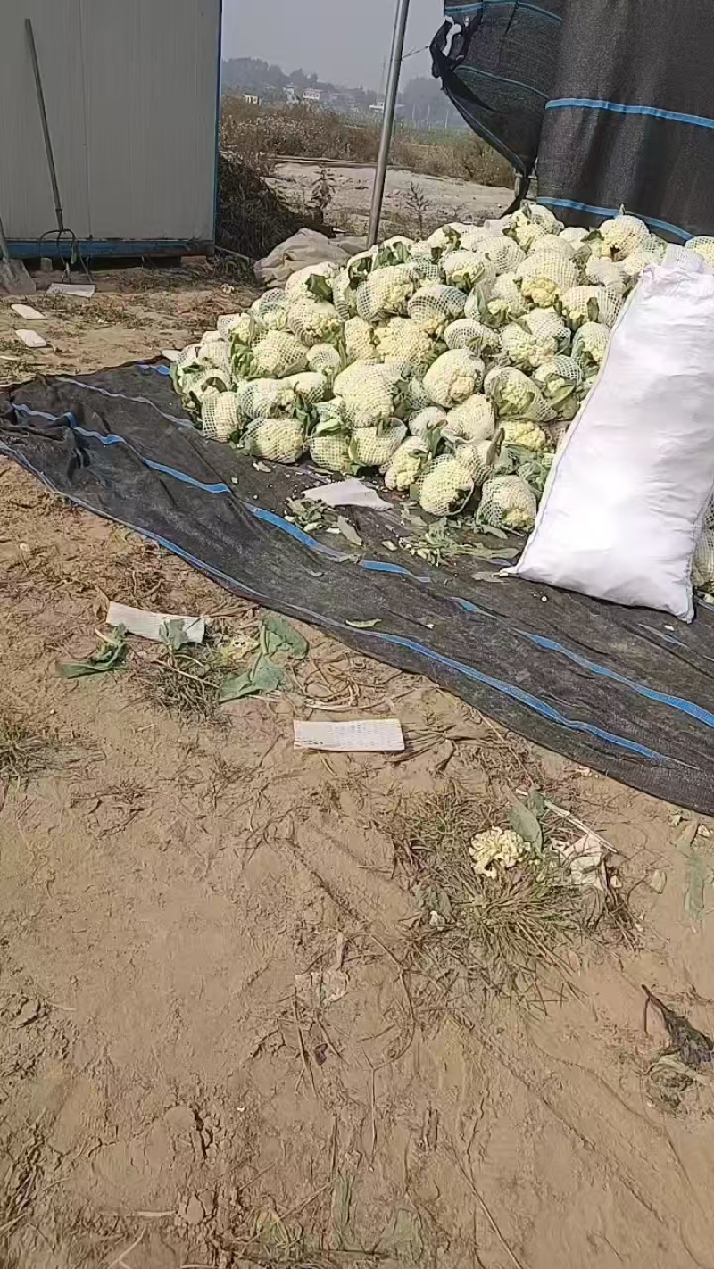 松花菜开封通许有机花菜源头基地对接全国市场电商