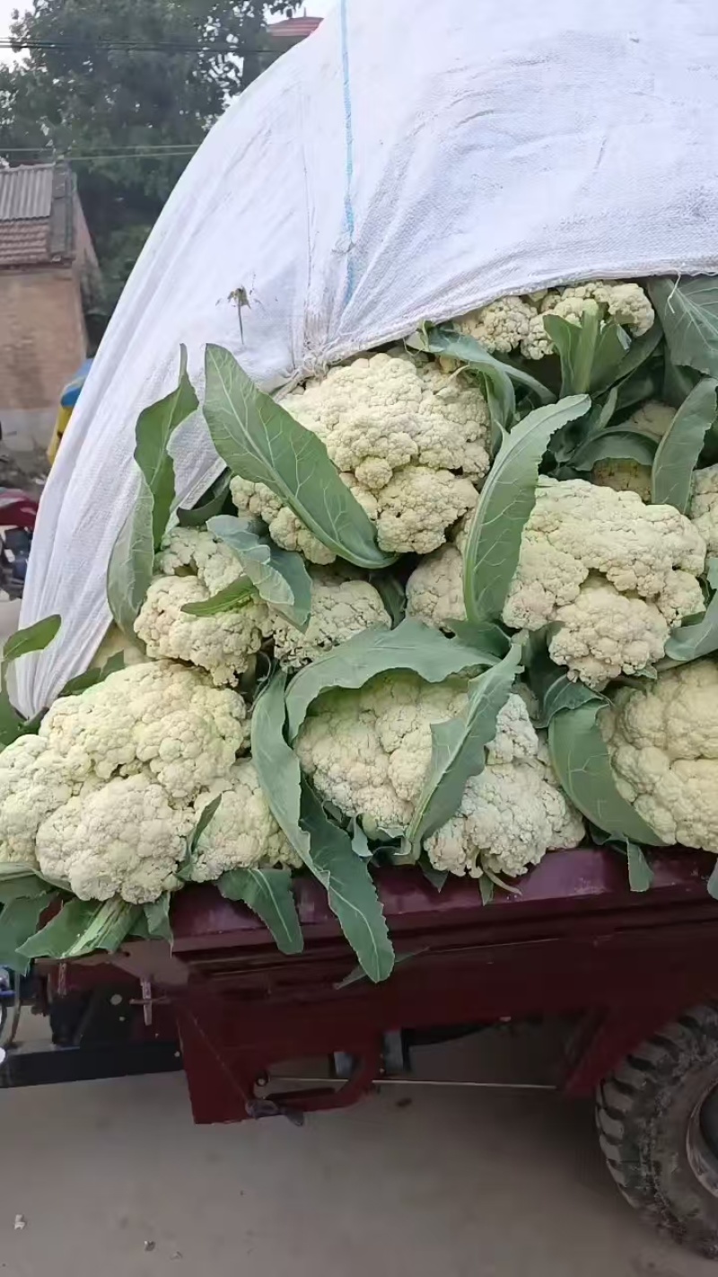 松花菜开封通许有机花菜源头基地对接全国市场电商