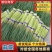 【实力店铺】红帽蒜薹精品蒜薹品质保证蒜苔全国发货