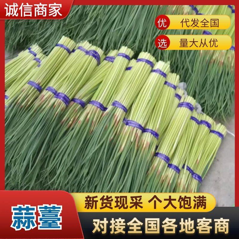 【实力店铺】红帽蒜薹精品蒜薹品质保证蒜苔全国发货