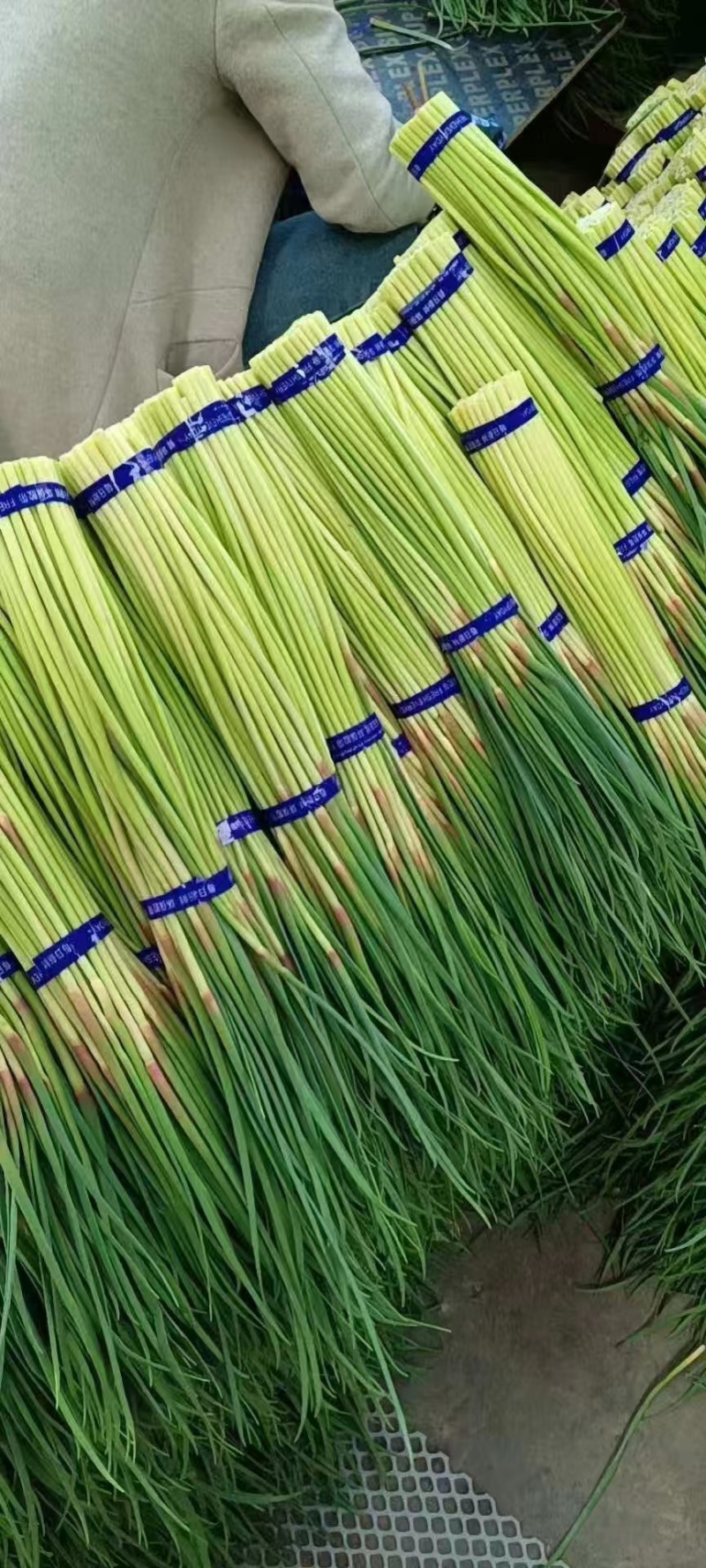 【实力店铺】红帽蒜薹精品蒜薹品质保证蒜苔全国发货