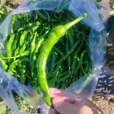 富硒螺丝椒青椒红椒湘西青螺丝椒