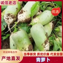 优质青萝卜产地直发开封通许发货高品质蔬菜产品