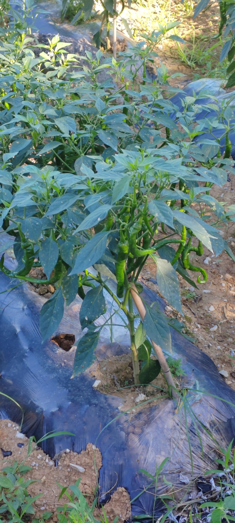 富硒螺丝椒青椒红椒湘西青螺丝椒