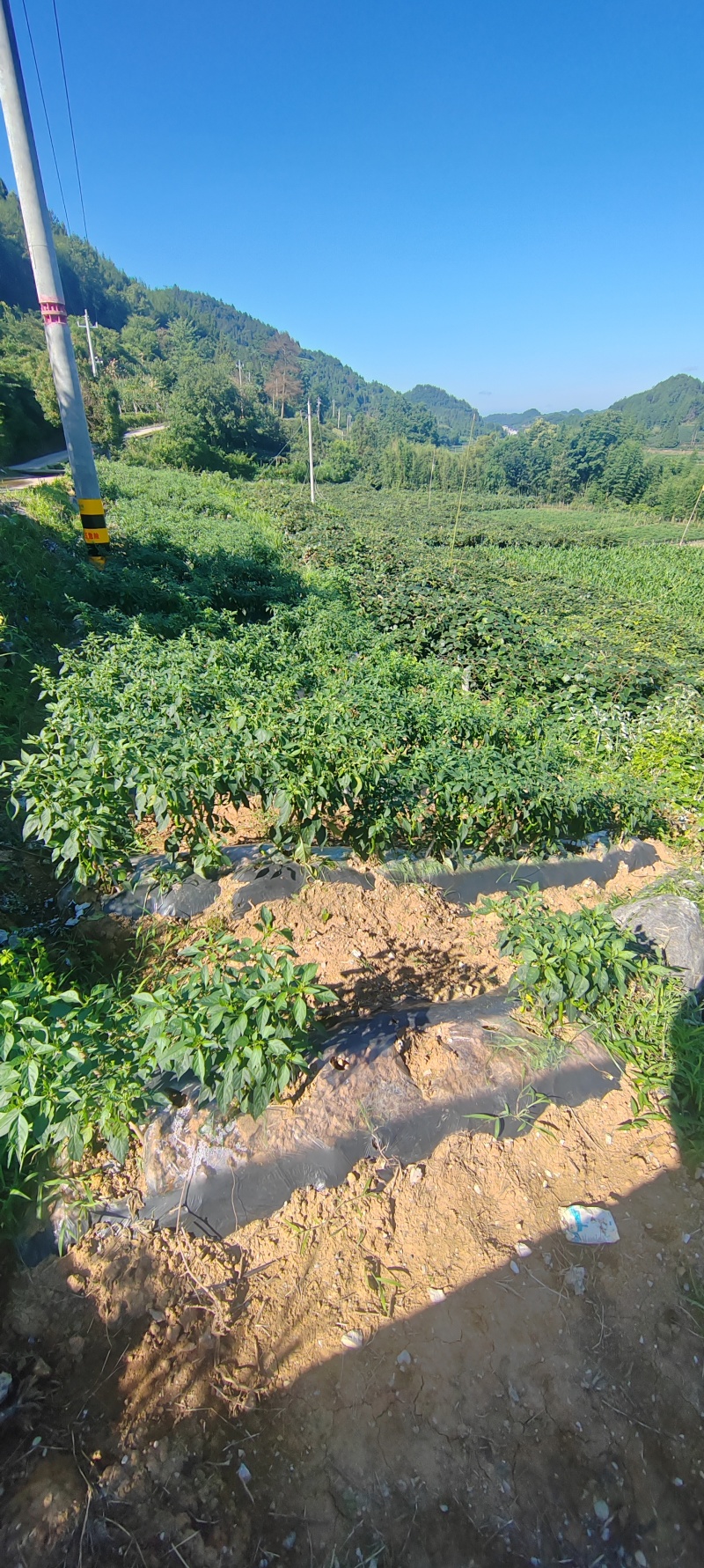 富硒螺丝椒青椒红椒湘西青螺丝椒