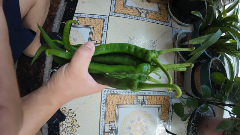 富硒螺丝椒青椒红椒湘西青螺丝椒