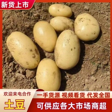 精品土豆三两起黄皮黄心土豆基地直发可视频看货