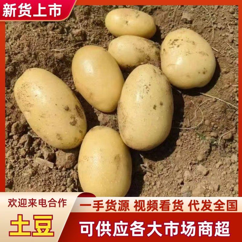 精品土豆三两起黄皮黄心土豆基地直发可视频看货