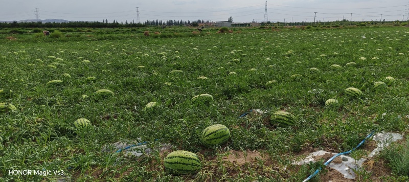 宁夏硒砂瓜已经成熟个头大口感嘎嘎甜大量供应各种市场平台
