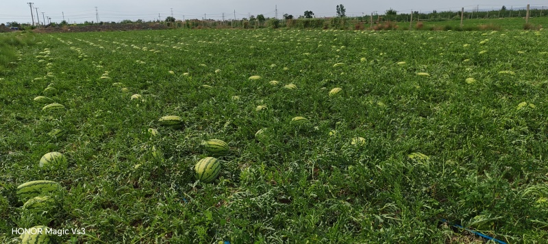 宁夏硒砂瓜已经成熟个头大口感嘎嘎甜大量供应各种市场平台
