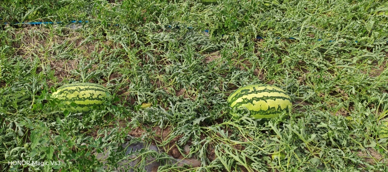 宁夏硒砂瓜已经成熟个头大口感嘎嘎甜大量供应各种市场平台