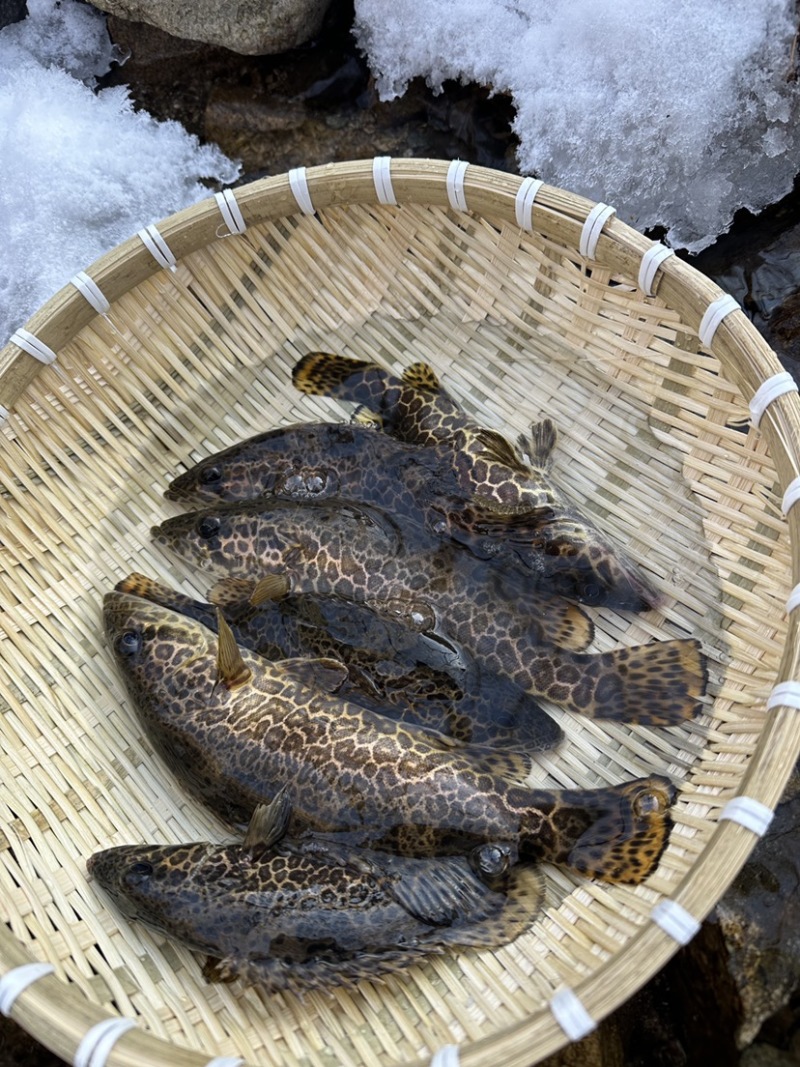 斑鳜