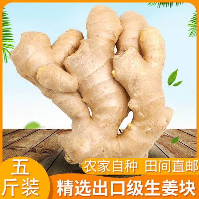 山东莒县大姜