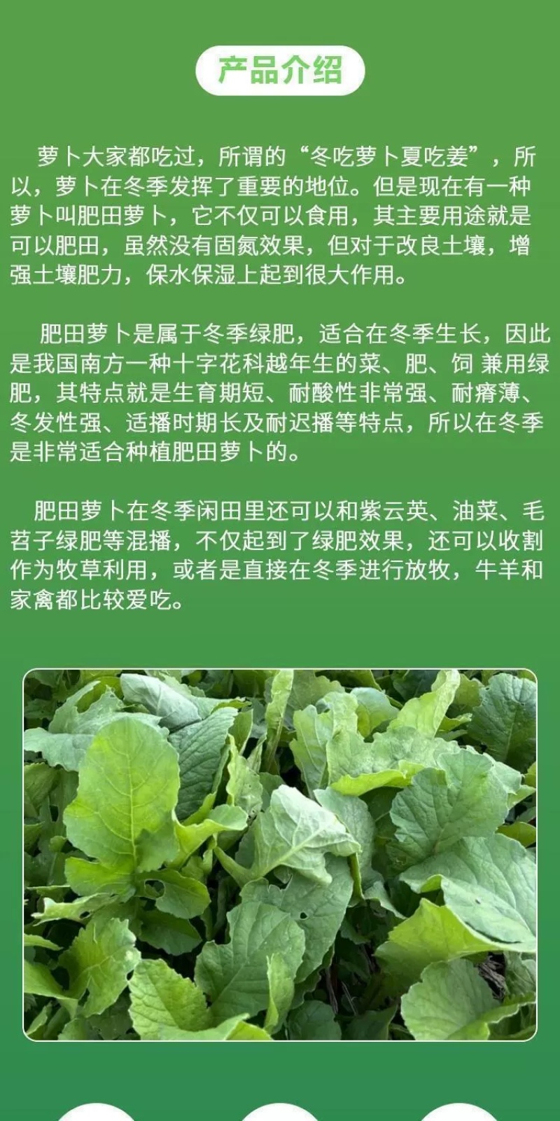 肥田萝卜厂家货源批发价格全国发货价格便宜欢迎下单咨询