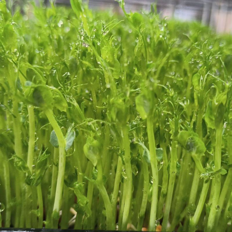精品水培豌豆苗，量大价优，可供应商链，欢迎来电