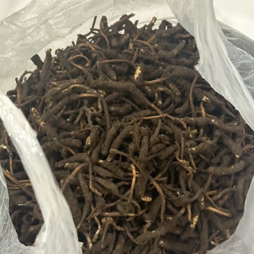 青藏高原海拔高度4500的野生虫草