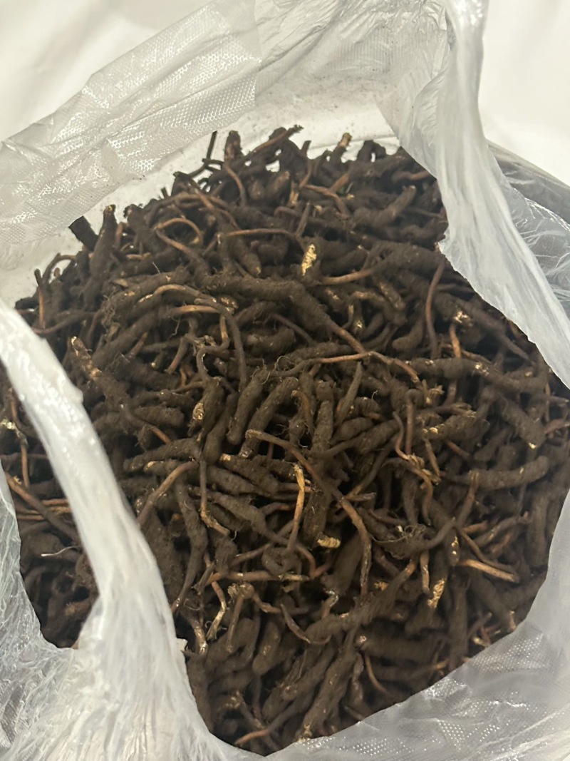 青藏高原海拔高度4500的野生虫草