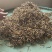 青藏高原海拔高度4500的野生虫草