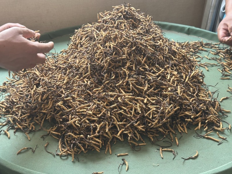 青藏高原海拔高度4500的野生虫草