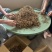 青藏高原海拔高度4500的野生虫草