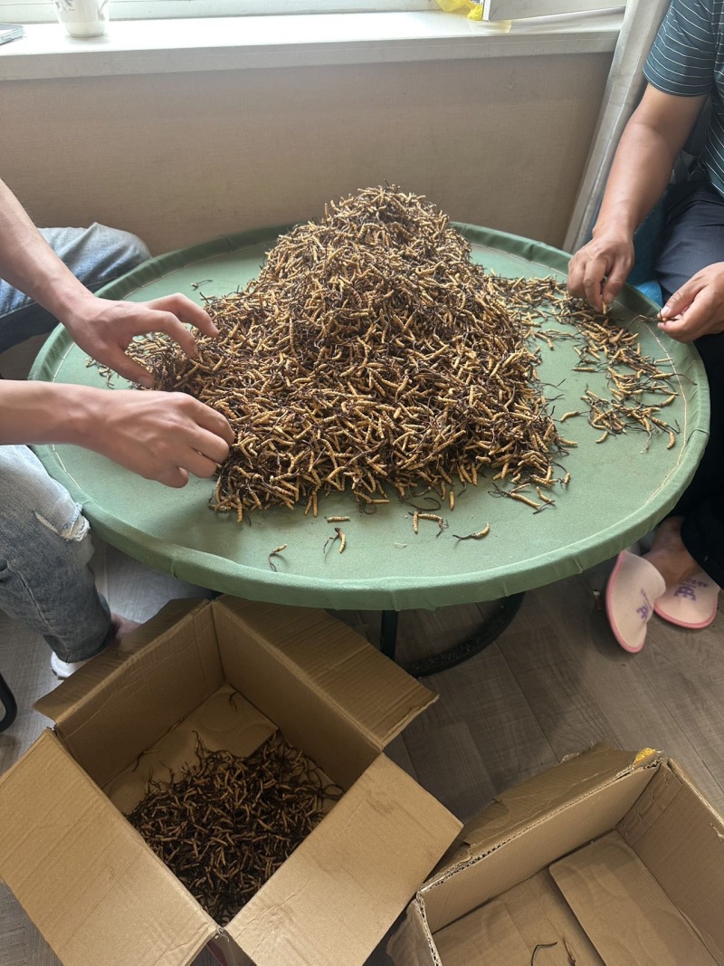 青藏高原海拔高度4500的野生虫草