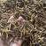 青藏高原海拔高度4500的野生虫草