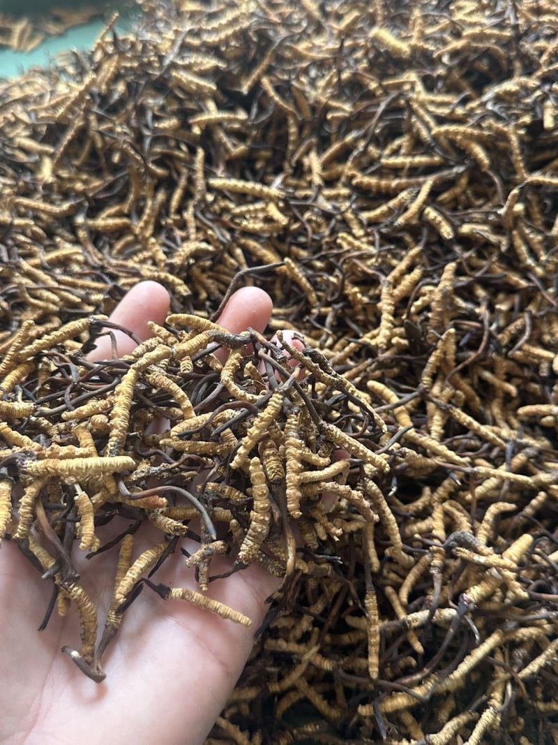 青藏高原海拔高度4500的野生虫草