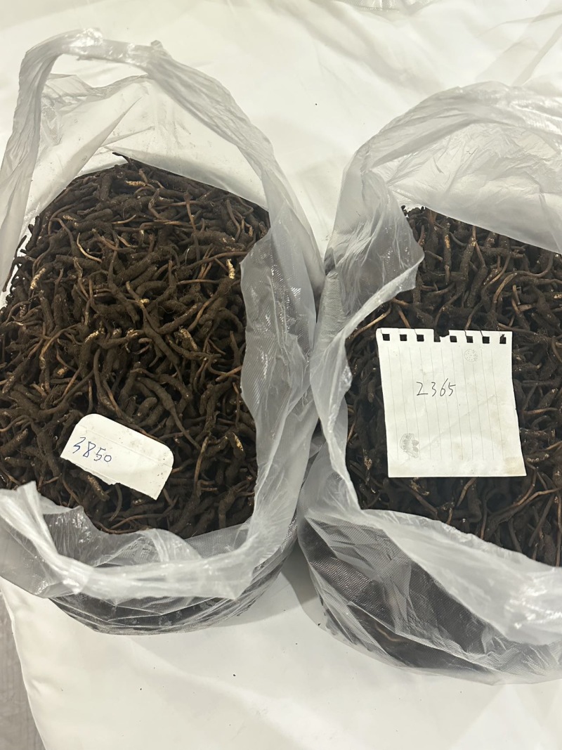 青藏高原海拔高度4500的野生虫草