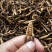 青藏高原海拔高度4500的野生虫草