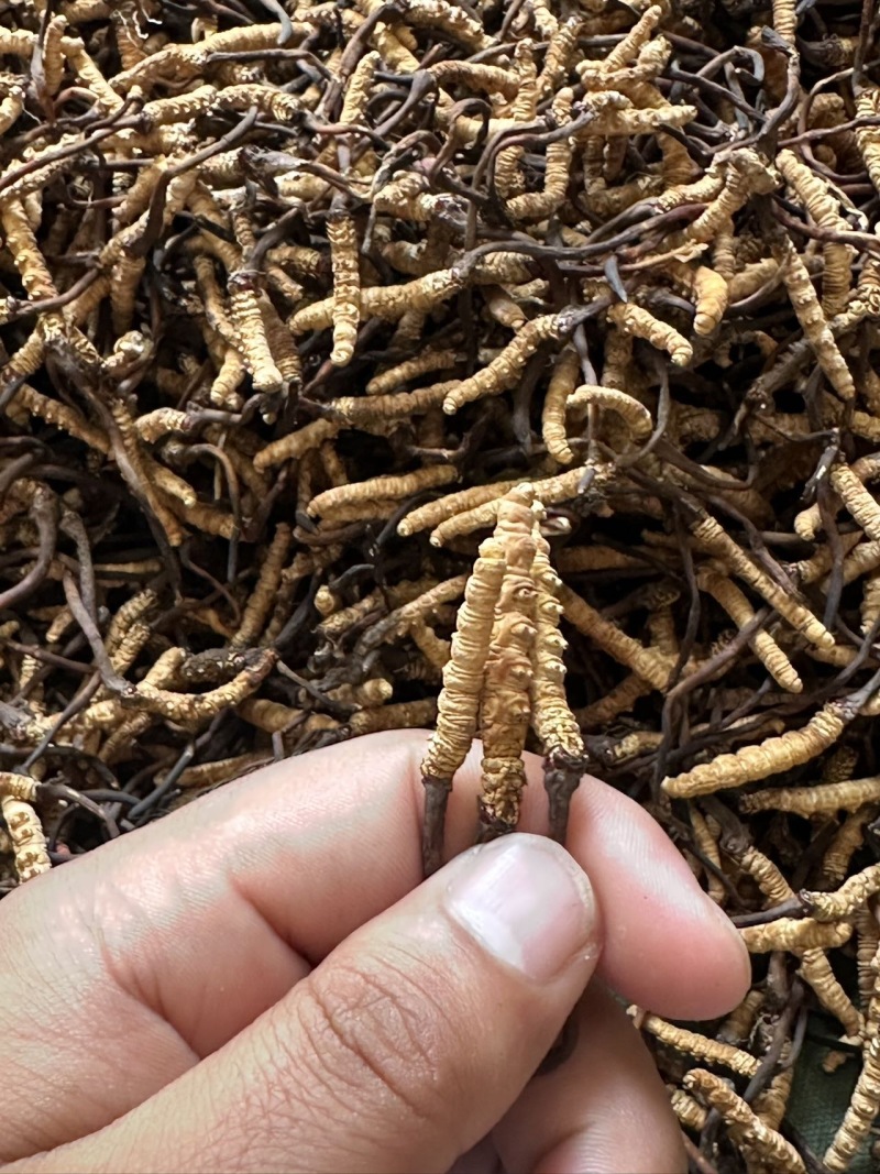 青藏高原海拔高度4500的野生虫草