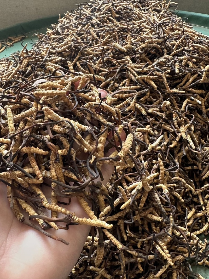 青藏高原海拔高度4500的野生虫草