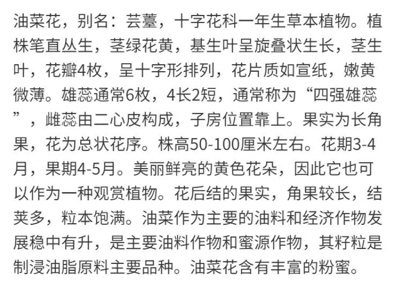 观赏油菜花种子高产榨油油菜籽四季易种耐热耐旱花种籽子易活