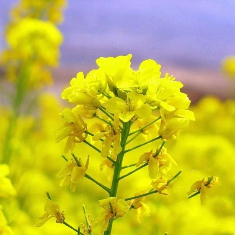 观赏油菜花种子高产榨油油菜籽四季易种耐热耐旱花种籽子易活