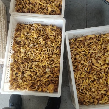 野生鸡油菌