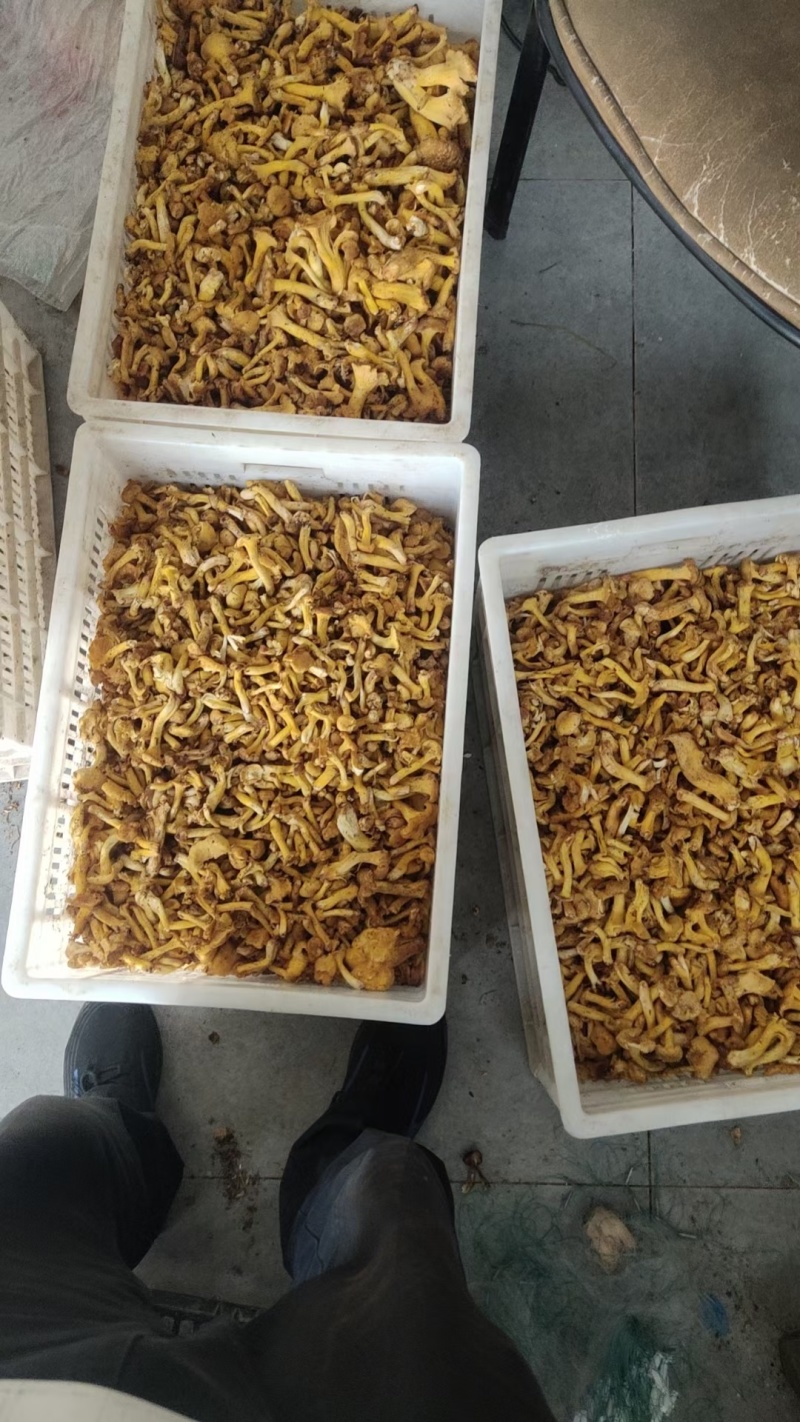 野生鸡油菌