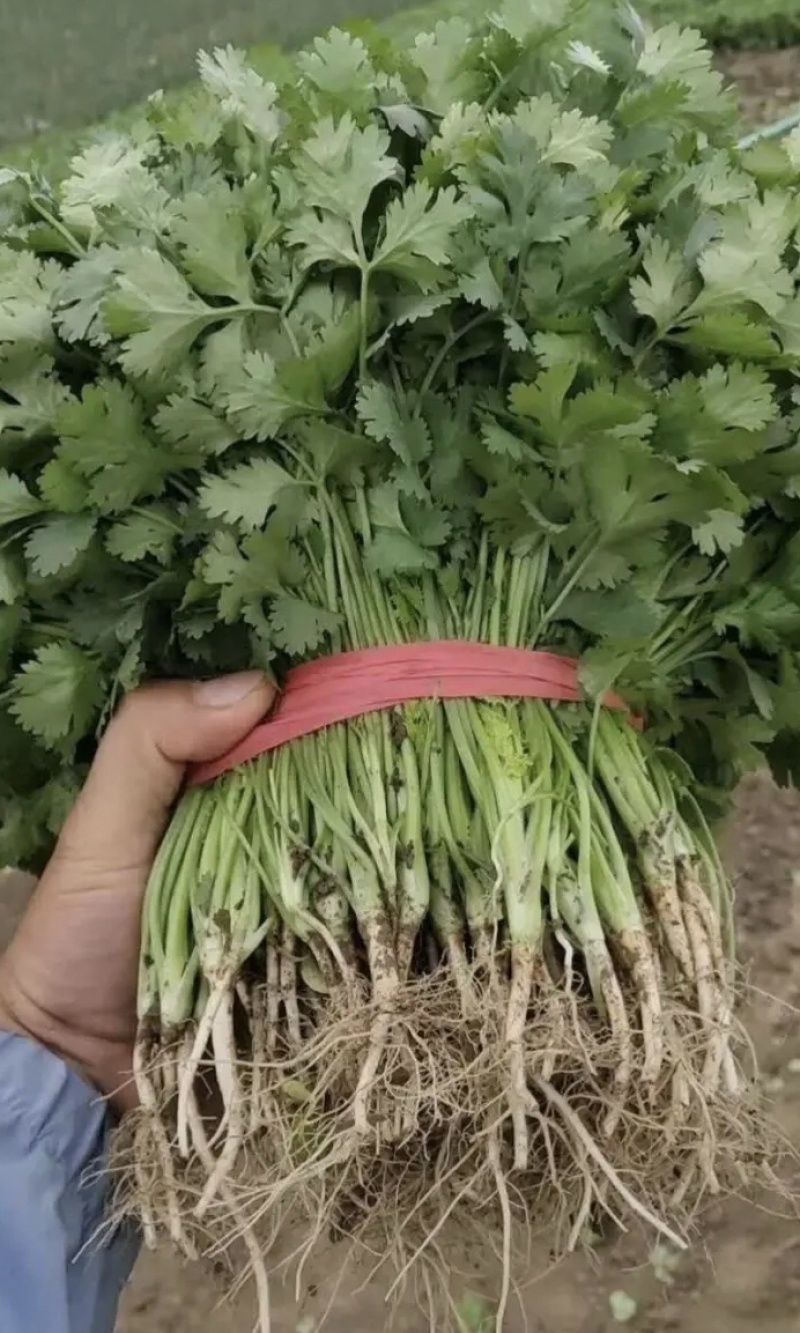 吉林香菜大量上市，万亩基地，保质保量！全国发货！