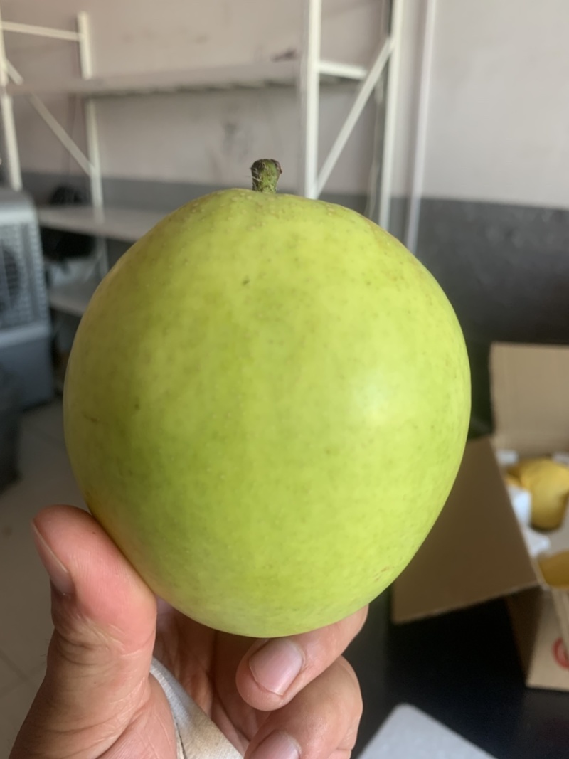 酥脆一号梨精品产地直供货源充足量大从优