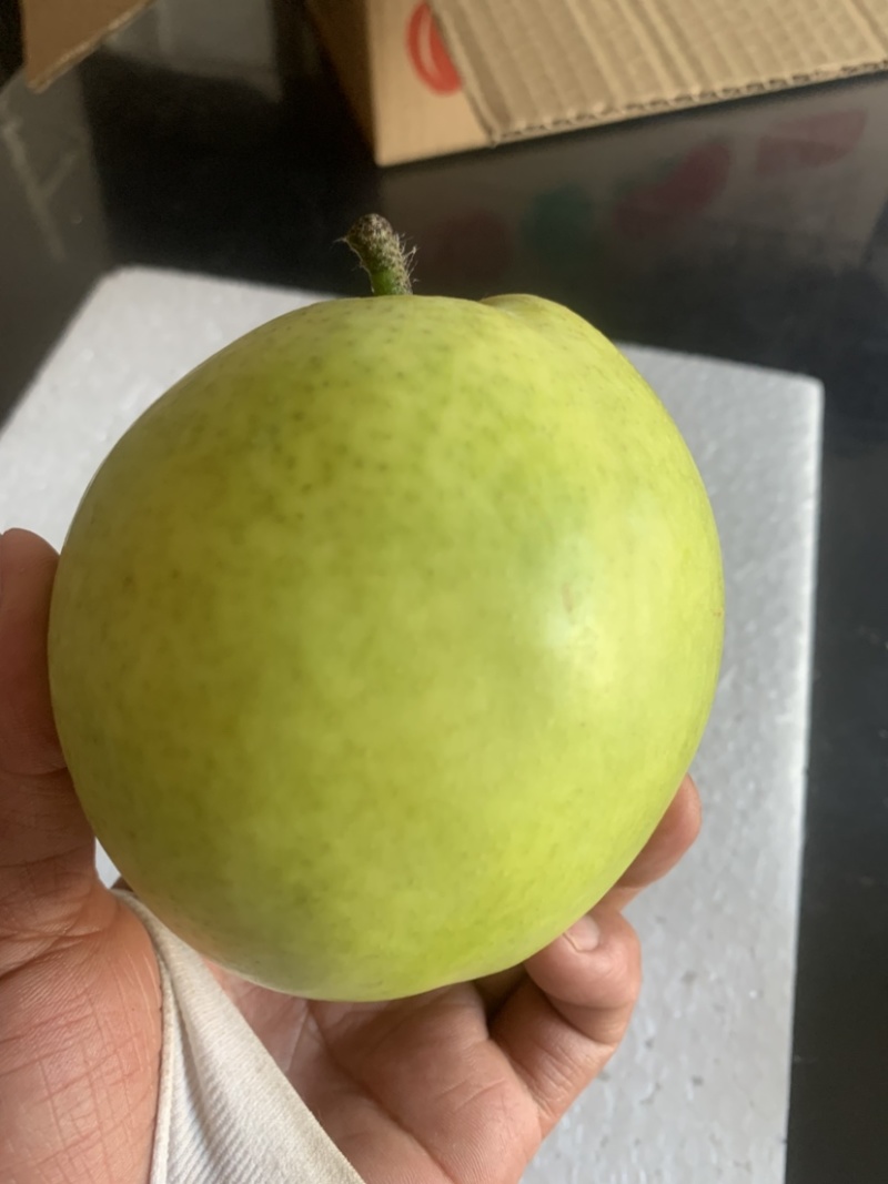 酥脆一号梨精品产地直供货源充足量大从优