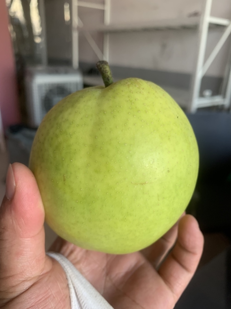 酥脆一号梨精品产地直供货源充足量大从优
