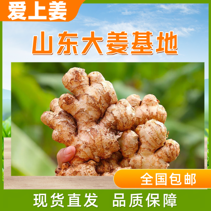 山东莒县大姜