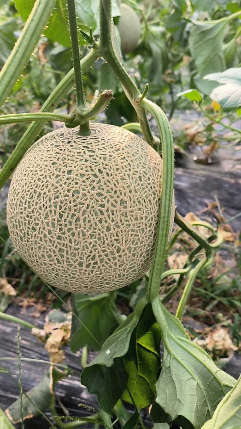 头茬井腾网纹蜜瓜