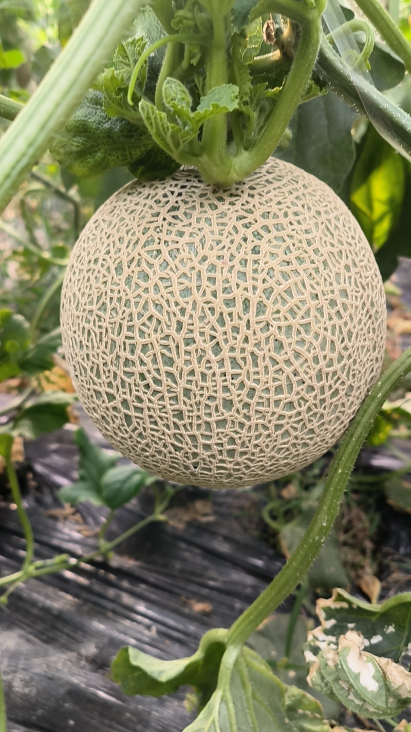 头茬井腾网纹蜜瓜