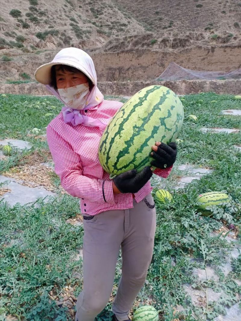 硒砂瓜