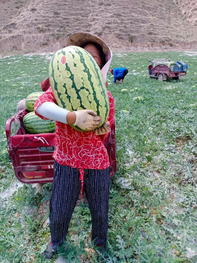 硒砂瓜