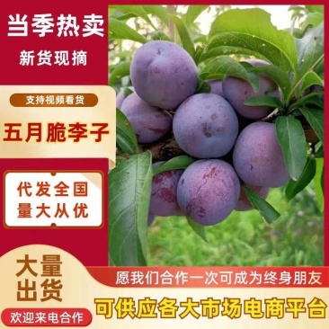 澳洲红蜂糖李八宝丹口感脆甜/供应市场电商外贸