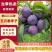 澳洲红蜂糖李八宝丹口感脆甜/供应市场电商外贸