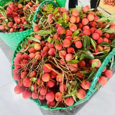 钦州市灵山县高品质桂味